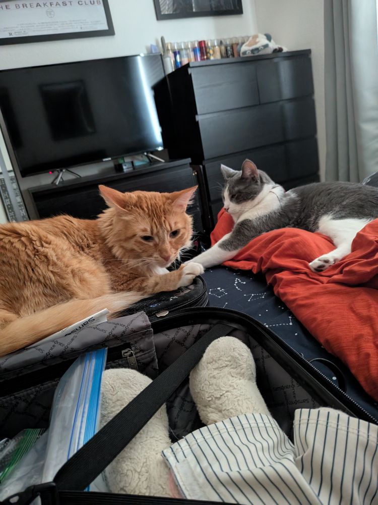 Orange cat Gizmo sitting on my (packed) suitcase looking sat. Tripod Oliver hanging out nearby taking a nap