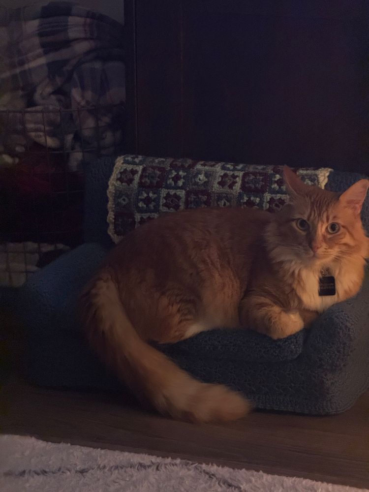 An orange cat lounging on his tiny teal couch. His chest is propped on the armrest and his tail is dropped over the front. He also has his front law curled up under himself. He is staring at the camera and the couch has a proportionally sized afghan. 