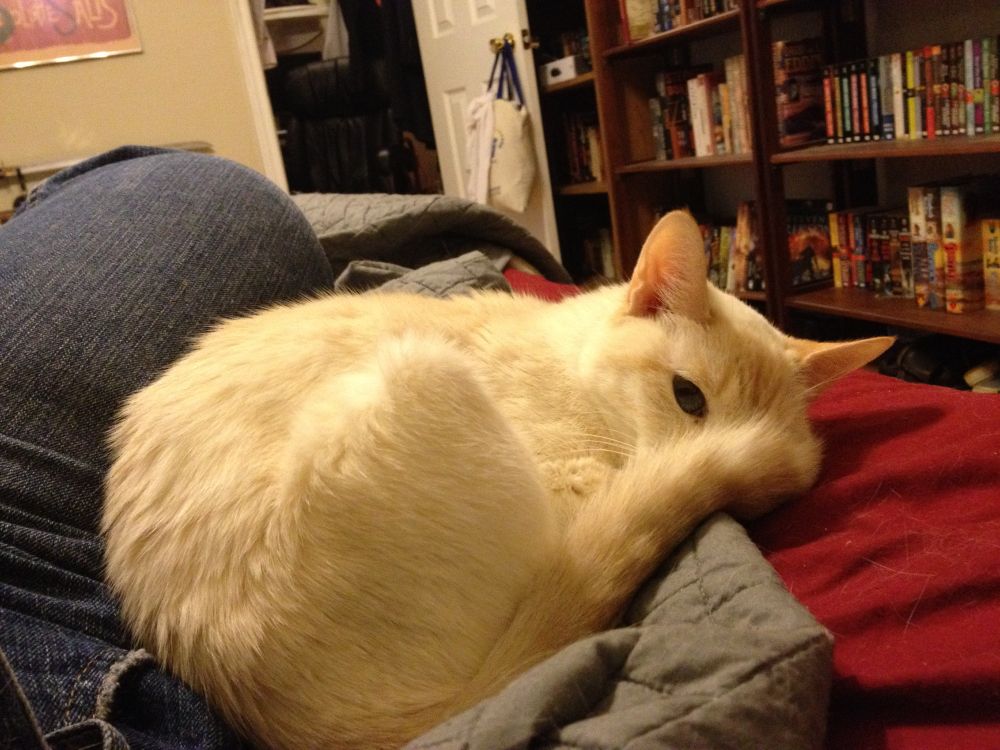 A white cat with pale orange points is curled next to my leg, one eye aimed skeptically at the camera, the other covered by her tail.
