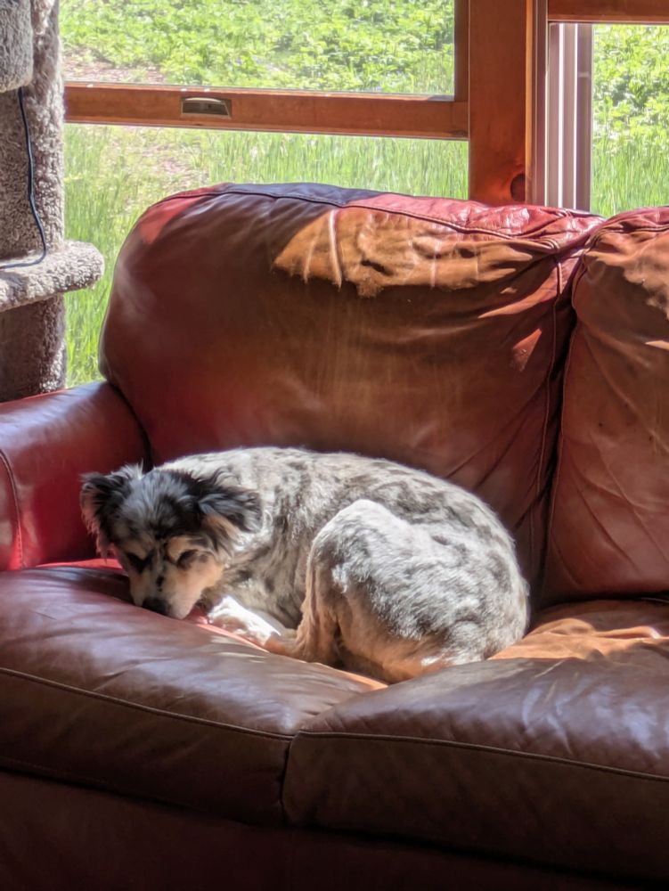 A shaved merle Aussie curled into a ball and dozing in a patch of sunlight on the couch. 