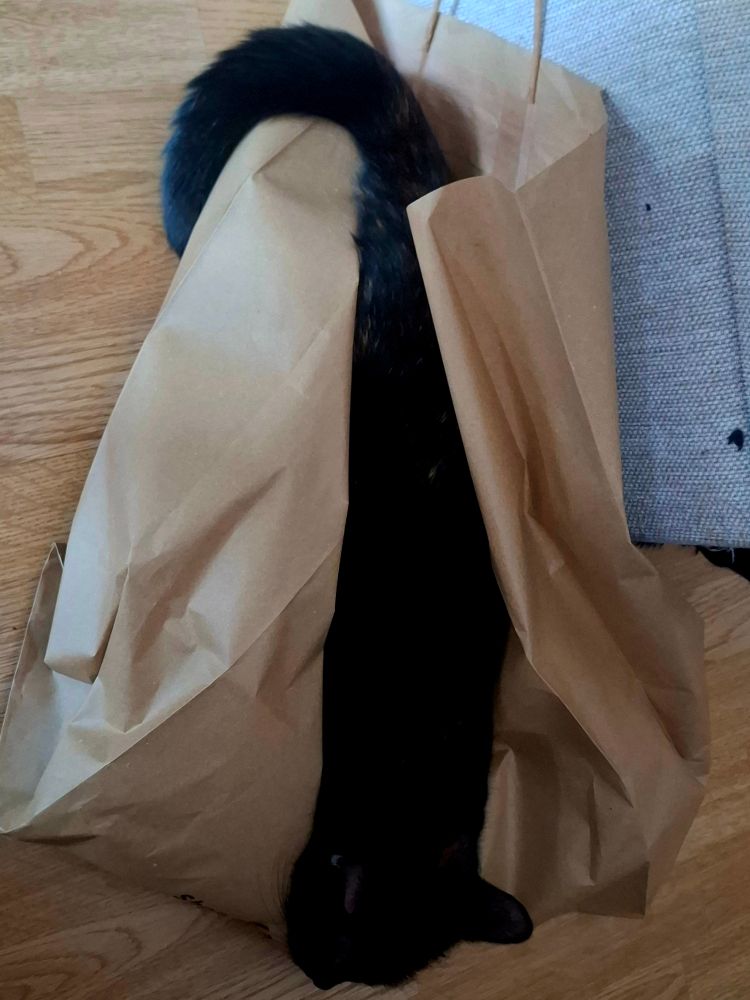 Cat sleeping snugled on a paper bag.
Honestly I envy how cozy she looks.