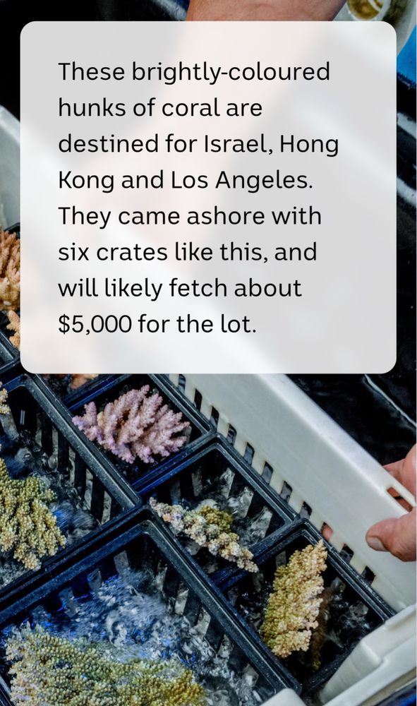 Image of coral that sells for thousands of dollars on the overseas market heading to places like Israel, Hong Kong and USA. 