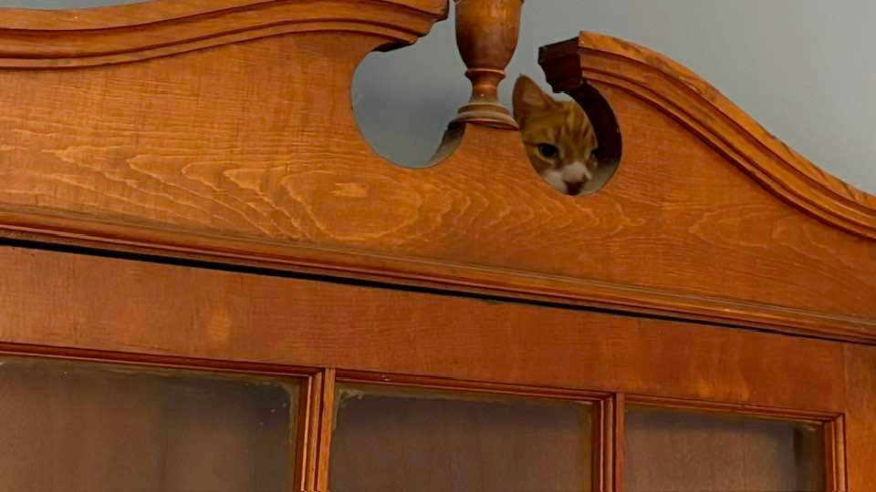 Image is an orange & white tabby cat peering through the ornamental top of a china cabinet.