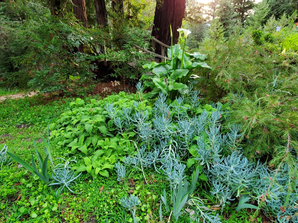 A variety of green plants on a forest floor with the lower part of a few redwood trees in the background.
