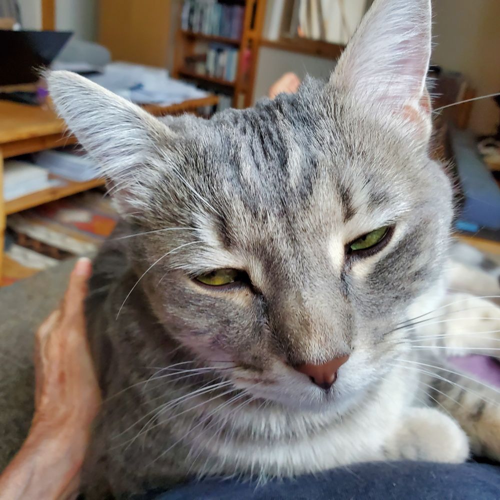 Cat on lap with human hand stroking her, mostly cat gave filling the frame. 