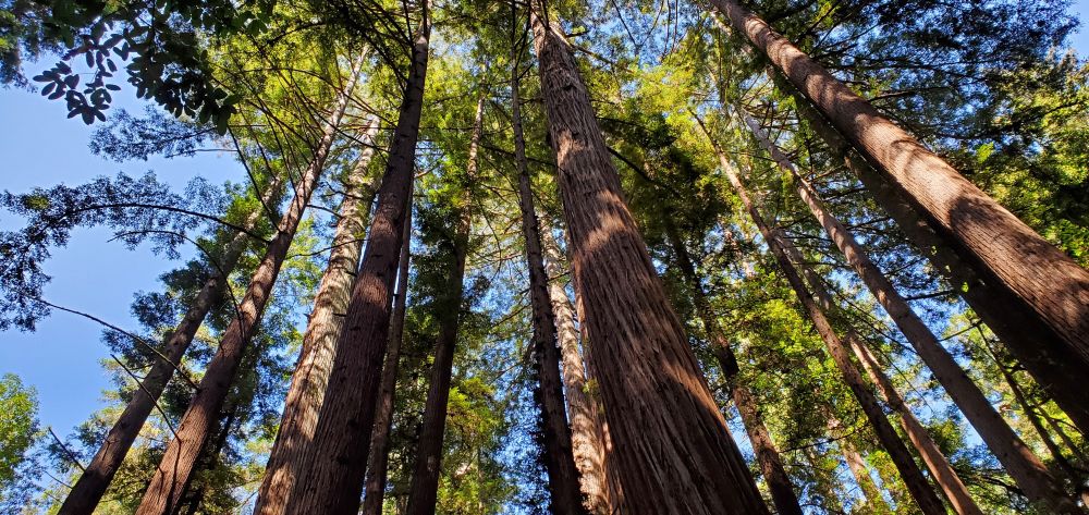 Looking up through redwood trees to blue sky