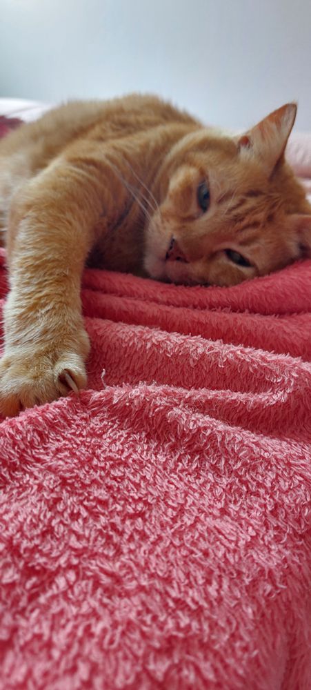 Foto de gato laranja deitado na cama com a patinha esticada e olhar de dengo.