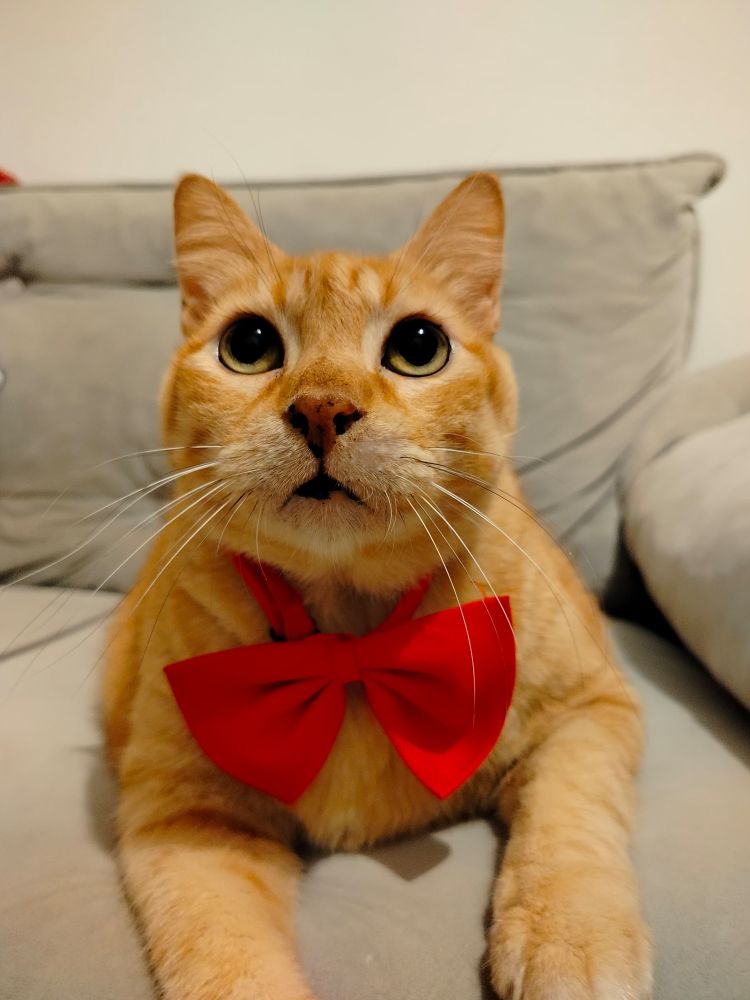 Foto de um gato laranja com um laço vermelho no pescoço, o gato está deitado em um sofá cinza.