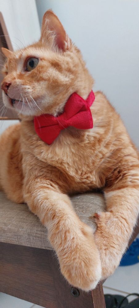 Foto de um gato laranja com o rosto virado pro lado usando uma coleira de gravata borboleta vermelha.