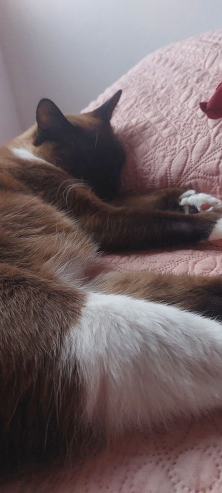 Foto de uma gatinha siamesa deitada numa cama de colcha cor de rosa e com texturas formamdo desenhos circulares, a gatinha encosta a cabecinha no travesseiro de cor e textura igual a da colcha.