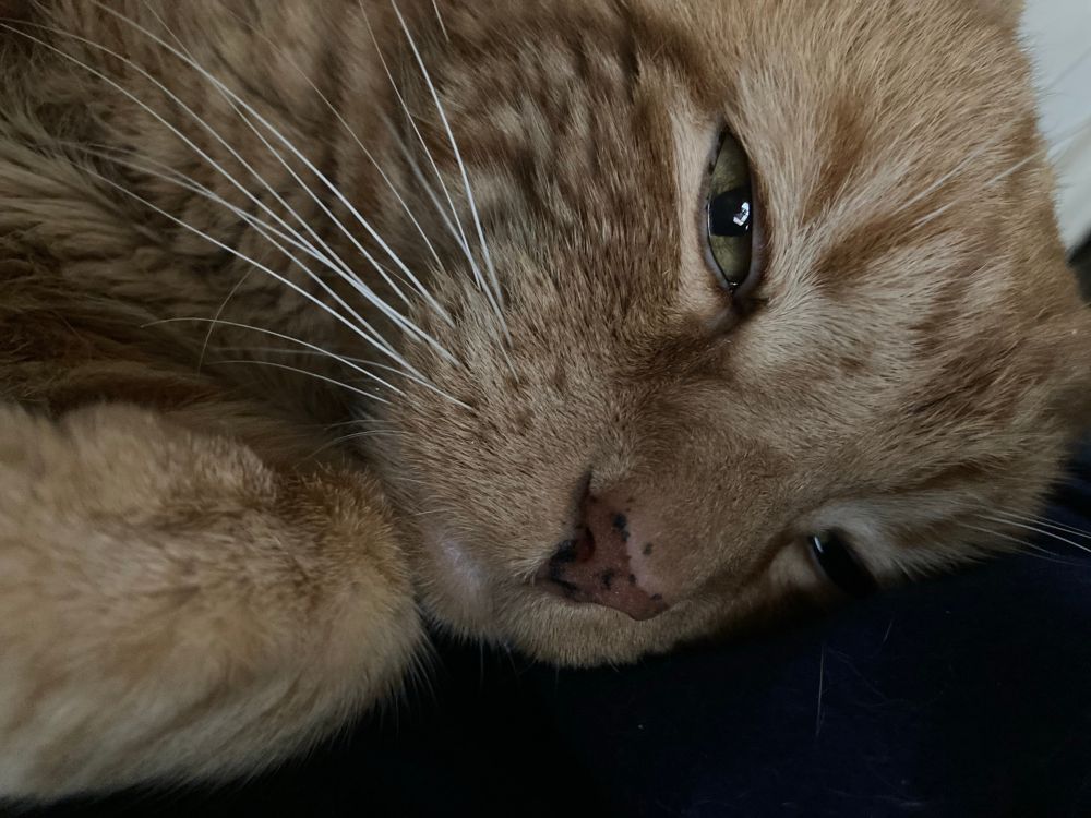 Orange cat facing viewer - lying on his side. Rusty's eyes are light green/yellow; his pink nose has a few black spots. He has white whiskers extending from his cheek. I don't care if a person wears orange make up; I care when they are cruel to others in a thousand ways. I loved this very Orange cat who died in late December 2023... This photo is from 2022. 