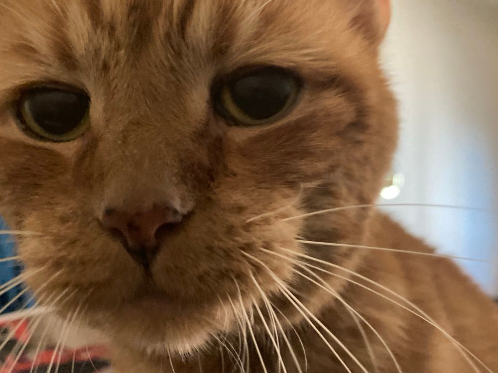 Close up head shot of orange cat - "Rusty" - his white whiskers are prominent. His pupils are black and one can see only a little of his much lighter irises. 