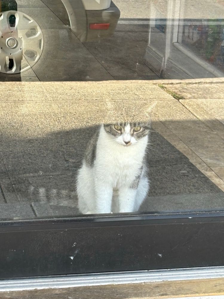 A mostly white cat with dark tortouse shell coloring on his/her head and tail, sitting before a door, with cars reflected on the glass door..