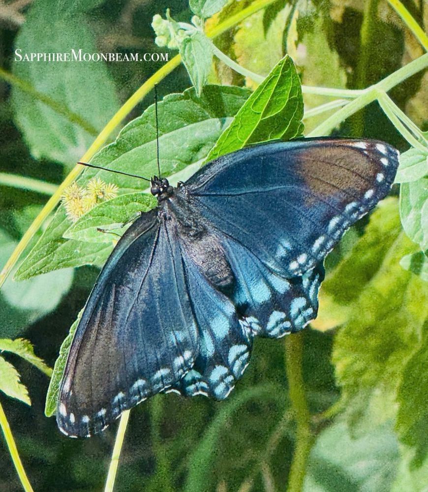 Blue and brown butterfly - Limenitis arthemis sitting on a green leaf, photo taken in Arkansas 