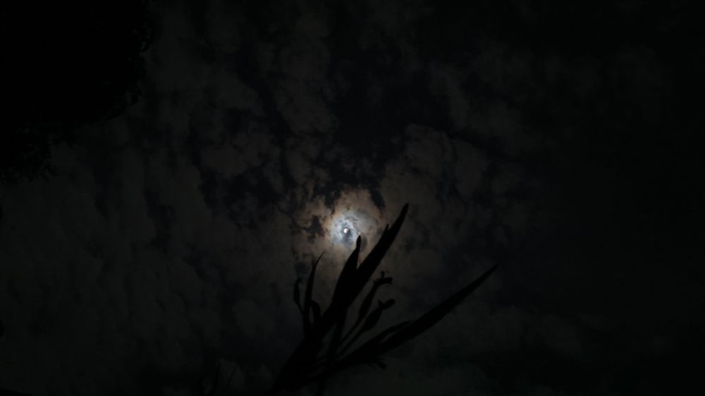 Céu noturno com algumas nuvens coalhadas. No canto superior esquerdo, a silhueta de uma copa de árvore. Ao centro, a lua minúscula com halo, em primeiro plano, a silhueta da planta.