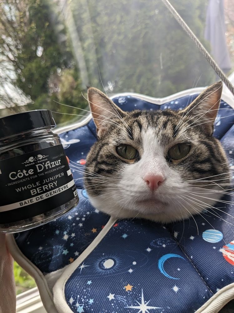 Close up photo of a shorthaired tabby cat named Juniper looking into the camera. A large blue fabric cone with a star pattern is on the cat, making his cheeks look bigger. A small jar labeled "Juniper berries" is in the shot next to the cat.