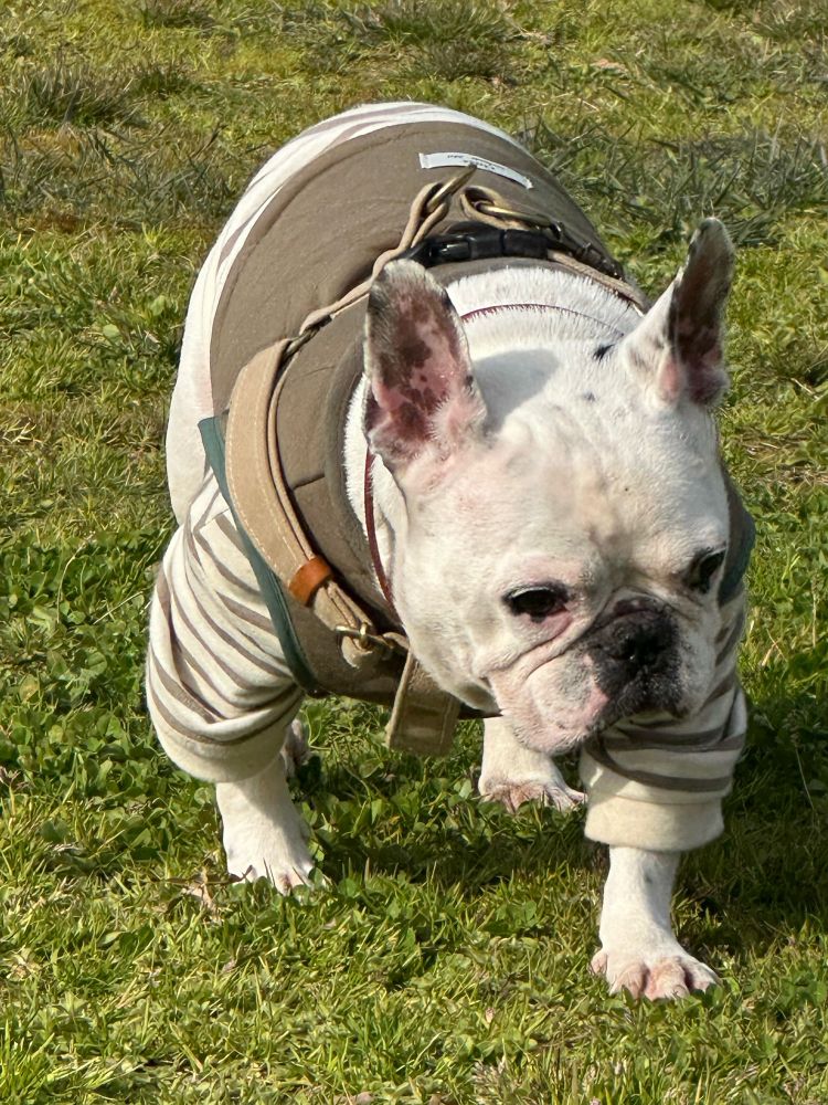 フレンチブルドッグ　フレブル　frenchbulldog dog dogs フレンチブルドッグの赤ちゃん　フレンチブルドッグパピー　犬