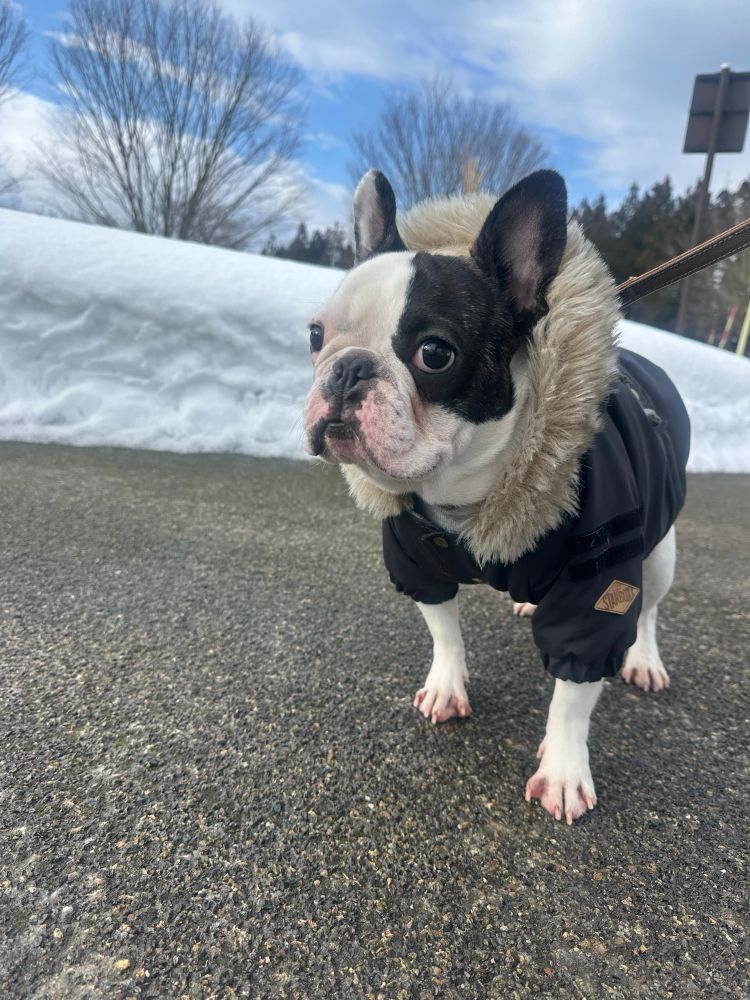 犬　かわいい犬　フレンチブルドッグ　dog dogs かわいい犬　かわいいフレンチブルドッグ　かわいい1匹の犬　かわいい1匹のフレンチブルドッグ　