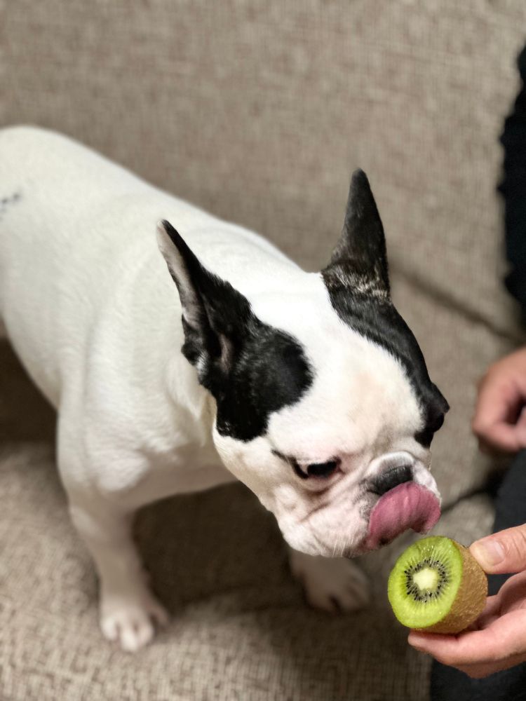 犬　かわいい犬　フレンチブルドッグ　dog dogs かわいい犬　かわいいフレンチブルドッグ　かわいい1匹の犬　かわいい1匹のフレンチブルドッグ　キウイ　