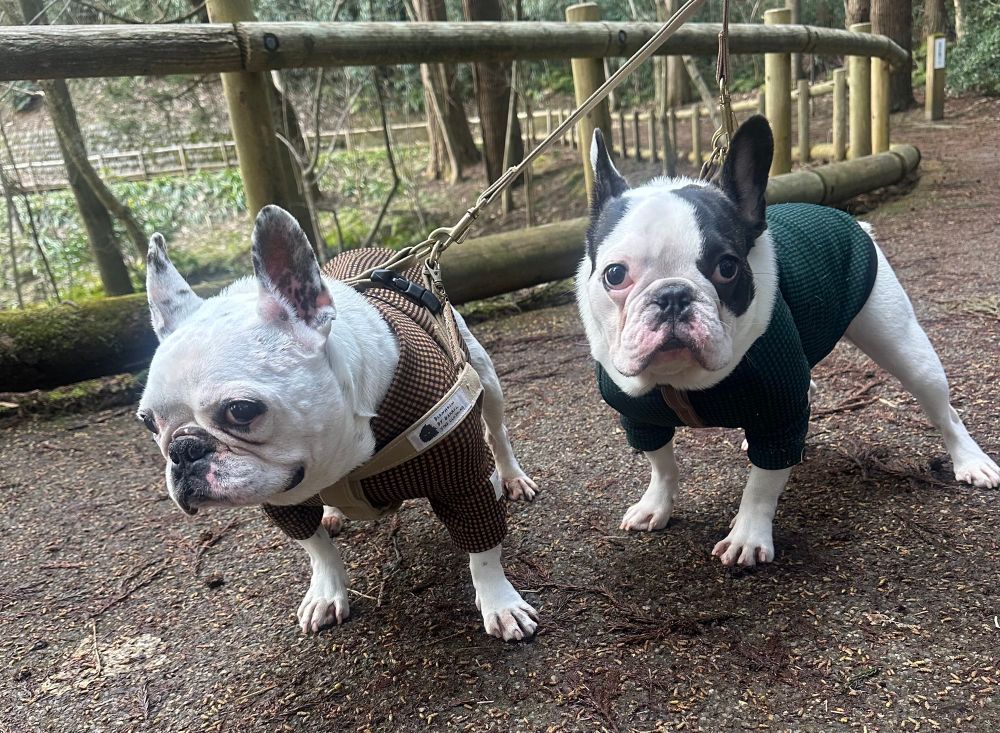 犬　愛犬　かわいい犬　フレンチブルドッグ　かわいいフレンチブルドッグ　dog 
かわいい犬達　かわいいフレンチブルドッグ達　かわいい2匹の犬　かわいい2匹のフレンチブルドッグ　dogs 
お散歩中の犬　お散歩中の犬達　お散歩中のフレンチブルドッグ　お散歩中のフレンチブルドッグ達　