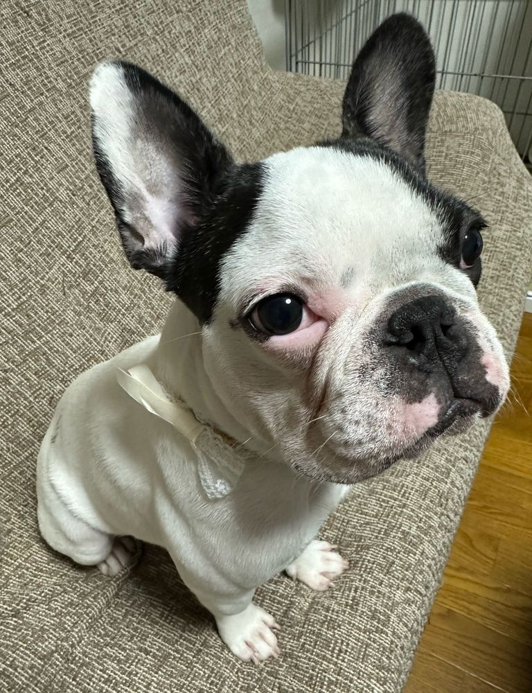 Frenchies
かわいい1匹の犬
かわいい1匹のフレンチブルドッグ
犬　dog かわいい犬　かわいいフレンチブルドッグ　かわいfrenchbulldog frenchbulldog かわいいフレンチブルドッグ かわいい犬 dogs かわいい かわいいリボンをつけた犬　かわいいリボンをつけたフレンチブルドッグ
