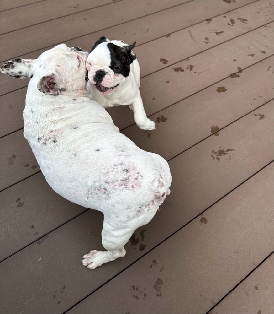 フレンチブルドッグ　フレブル　frenchbulldog dog dogs フレンチブルドッグの赤ちゃん　フレンチブルドッグパピー　犬