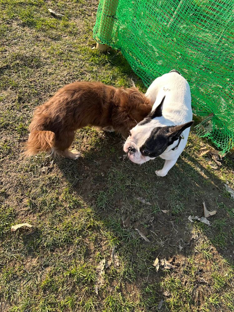 犬　愛犬　かわいい犬　フレンチブルドッグ　かわいいフレンチブルドッグ　dog 
かわいい犬達　かわいい2匹の犬　dogs 
