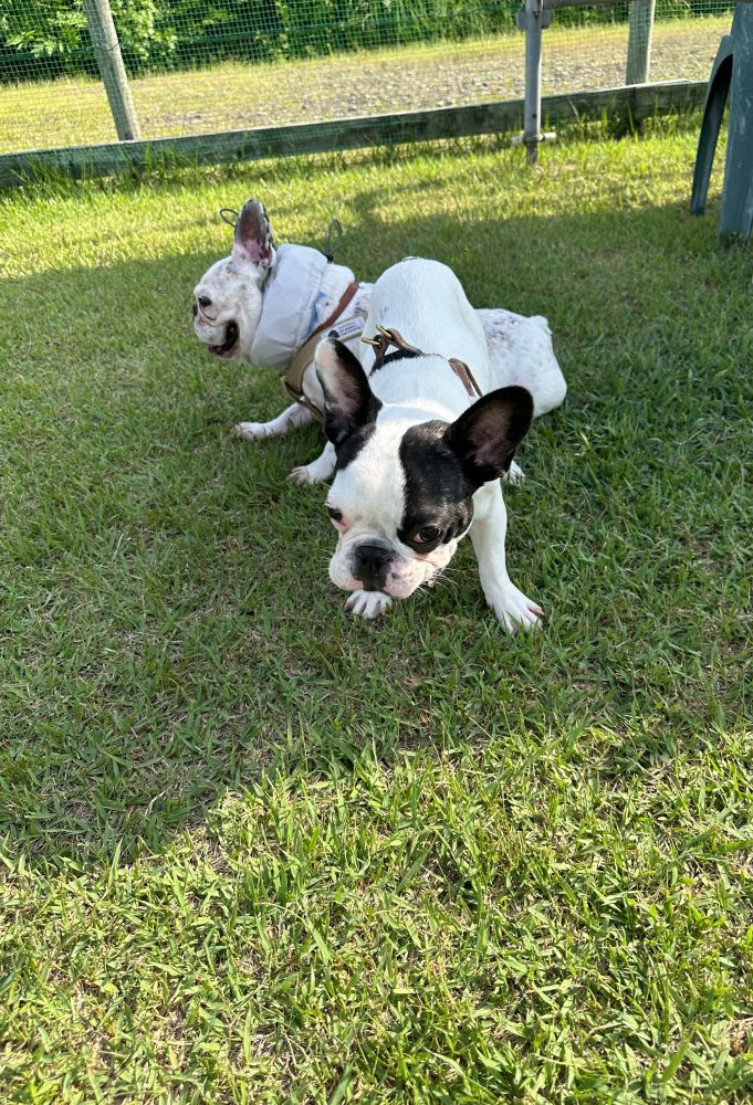 フレンチブルドッグ　フレブル　frenchbulldog dog dogs フレンチブルドッグの赤ちゃん　フレンチブルドッグパピー　犬　ブラシで遊ぶ犬　ブラシで遊ぶフレンチブルドッグ　かわいい犬　かわいいフレンチブルドッグ