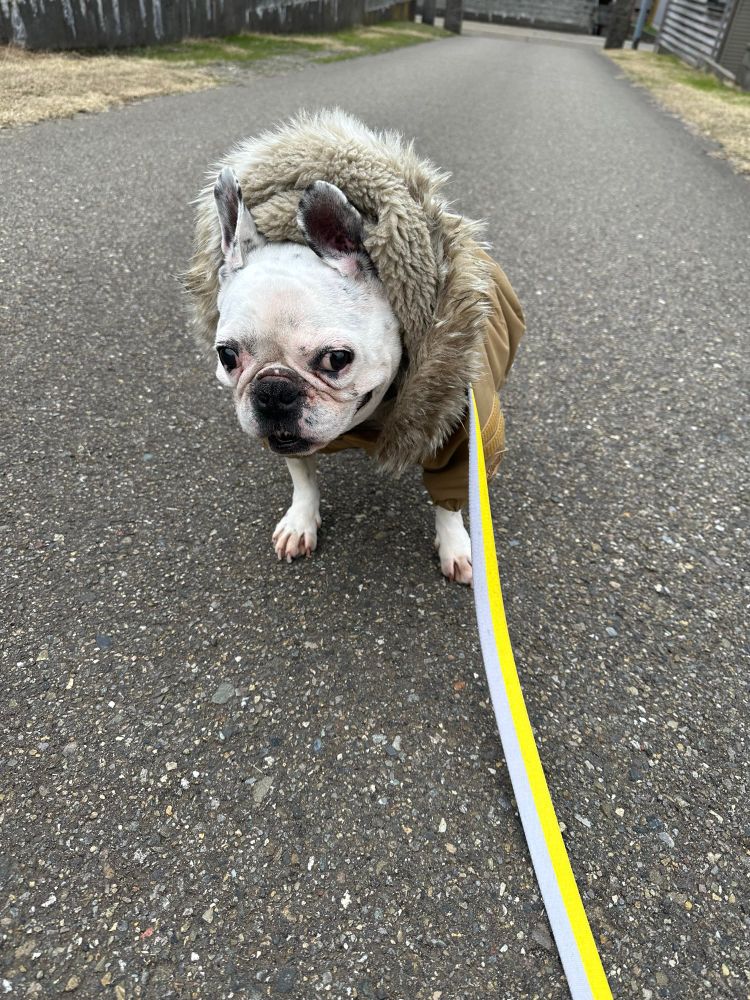 
犬　かわいい犬　フレンチブルドッグ　dog dogs かわいい犬　かわいいフレンチブルドッグ　かわいい1匹の犬　かわいい1匹のフレンチブルドッグ　