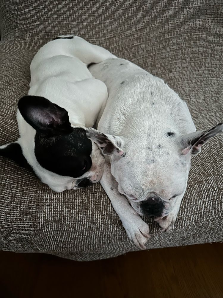 フレンチブルドッグ　フレブル　frenchbulldog dog dogs フレンチブルドッグの赤ちゃん　フレンチブルドッグパピー　犬　２匹の犬　２匹のフレンチブルドッグ　寝ている２匹の🐶　寝ている２匹の犬　寝ている２匹のフレンチブルドッグ