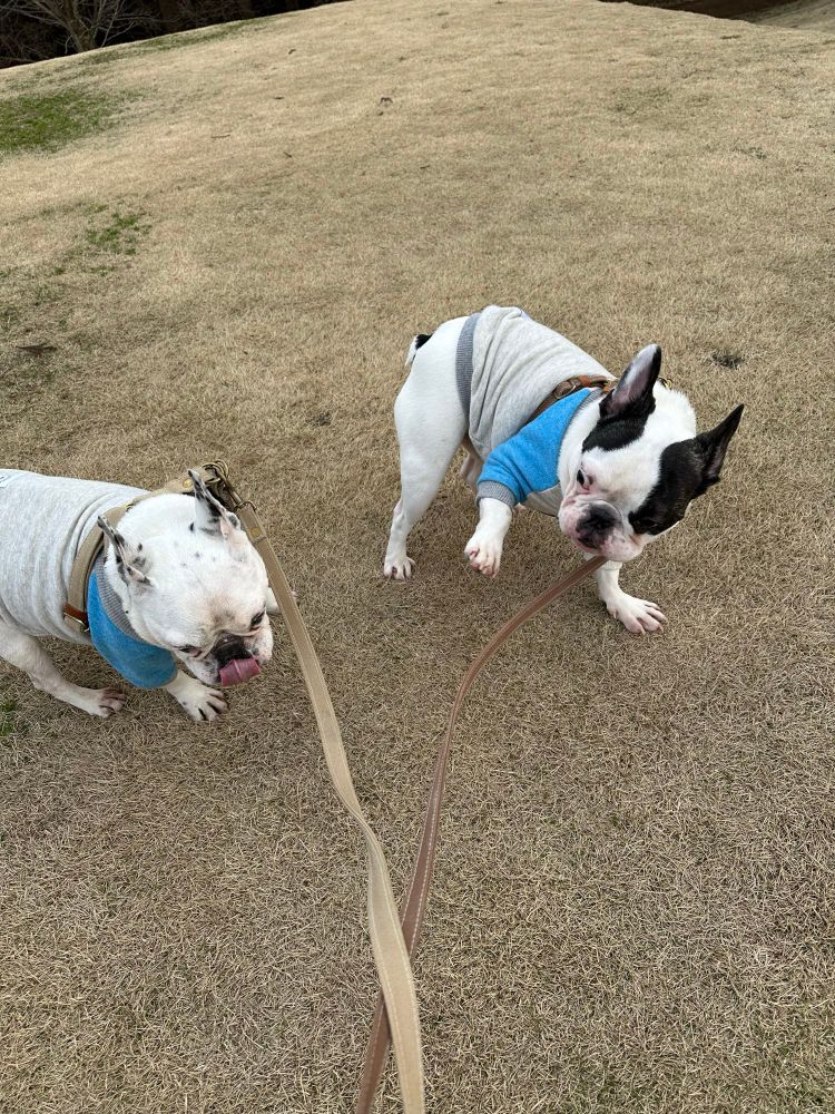 犬　愛犬　かわいい犬　フレンチブルドッグ　かわいいフレンチブルドッグ　dog 
かわいい犬達　かわいいフレンチブルドッグ達　かわいい2匹の犬　かわいい2匹のフレンチブルドッグ　dogs  お散歩している犬達　お散歩しているフレンチブルドッグ達