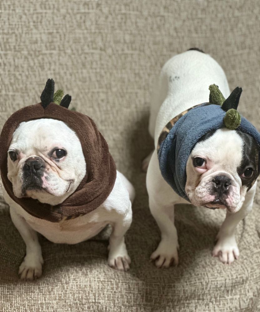 
犬　かわいい犬　フレンチブルドッグ　dog dogs かわいい犬　かわいいフレンチブルドッグ　かわいい2匹の犬　かわいい2匹のフレンチブルドッグ　