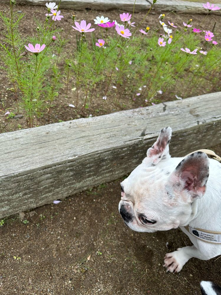 犬　dog かわいい犬　かわいいフレンチブルドッグ　かわいいfrenchbulldog frenchbulldog dogs  花　Flower コスモス　秋桜　