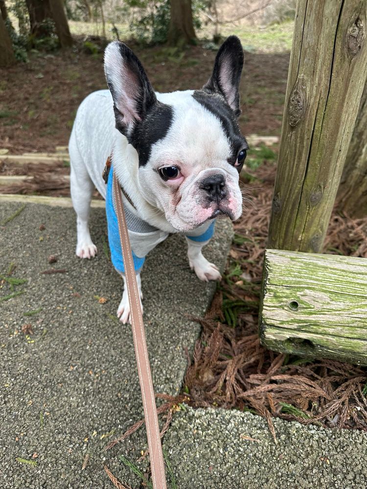 犬　愛犬　かわいい犬　フレンチブルドッグ　かわいいフレンチブルドッグ　dog 
かわいい犬達　かわいいフレンチブルドッグ達　かわいい1匹の犬　かわいい1匹のフレンチブルドッグ　お散歩してる犬 お散歩してるフレンチブルドッグ　お散歩している犬