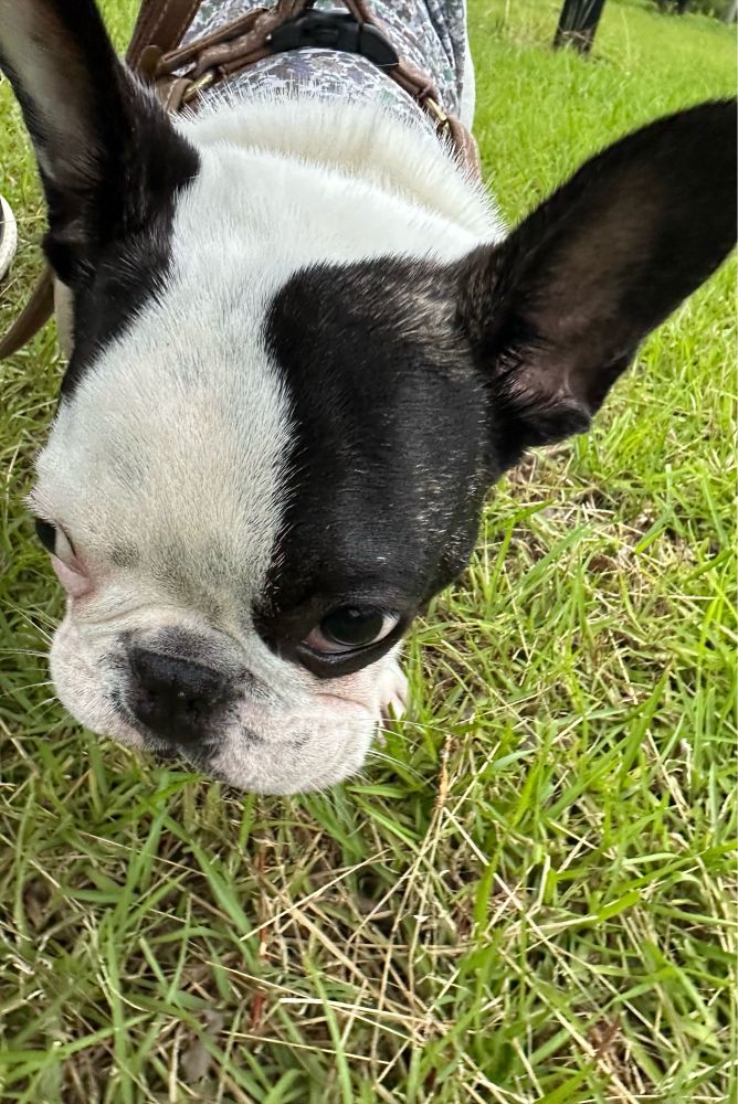 フレンチブルドッグ　フレブル　frenchbulldog dog dogs フレンチブルドッグの赤ちゃん　フレンチブルドッグパピー　犬　　かわいい犬　かわいいフレンチブルドッグ