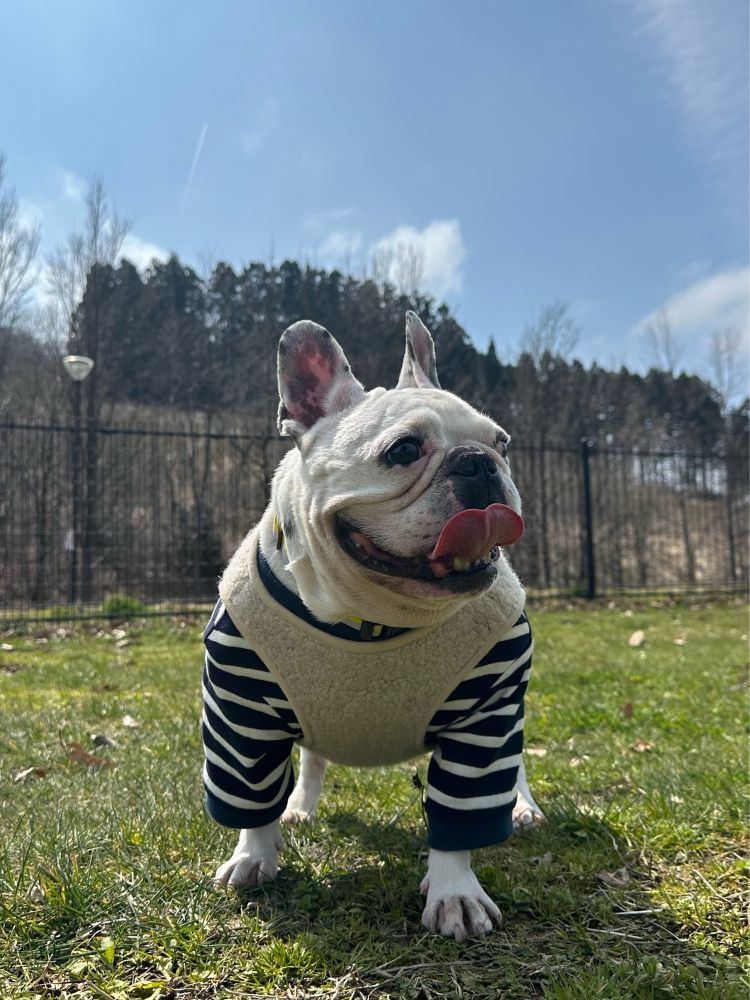 フレンチブルドッグ　フレブル　frenchbulldog dog dogs フレンチブルドッグの赤ちゃん　フレンチブルドッグパピー　犬