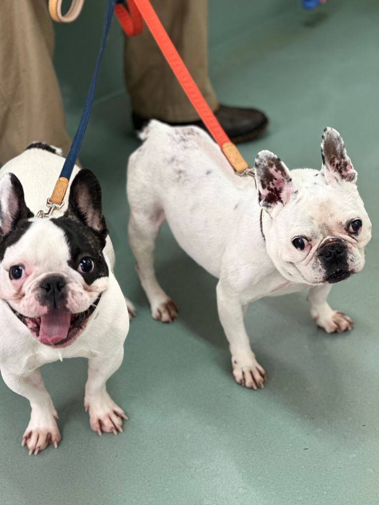 犬　かわいい犬　フレンチブルドッグ　dog dogs かわいい犬　かわいいフレンチブルドッグ　かわいい2匹の犬　かわいい2匹のフレンチブルドッグ　