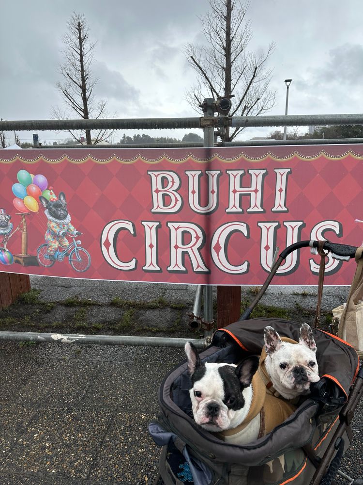 犬　愛犬　かわいい犬　フレンチブルドッグ　かわいいフレンチブルドッグ　dog 
かわいい犬達　かわいいフレンチブルドッグ達　かわいい2匹の犬　かわいい2匹のフレンチブルドッグ　dogs 