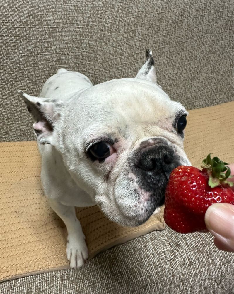 フレンチブルドッグ　フレブル　frenchbulldog dog dogs フレンチブルドッグの赤ちゃん　フレンチブルドッグパピー　犬　いちご　いちごを食べている犬　いちごが好きな犬