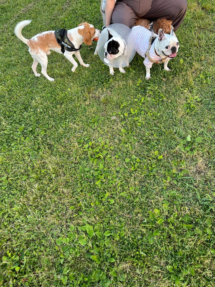 フレンチブルドッグ　フレブル　frenchbulldog dog dogs フレンチブルドッグの赤ちゃん　フレンチブルドッグパピー　犬　ブラシで遊ぶ犬　ブラシで遊ぶフレンチブルドッグ　かわいい犬　かわいいフレンチブルドッグ　かわいい犬たち