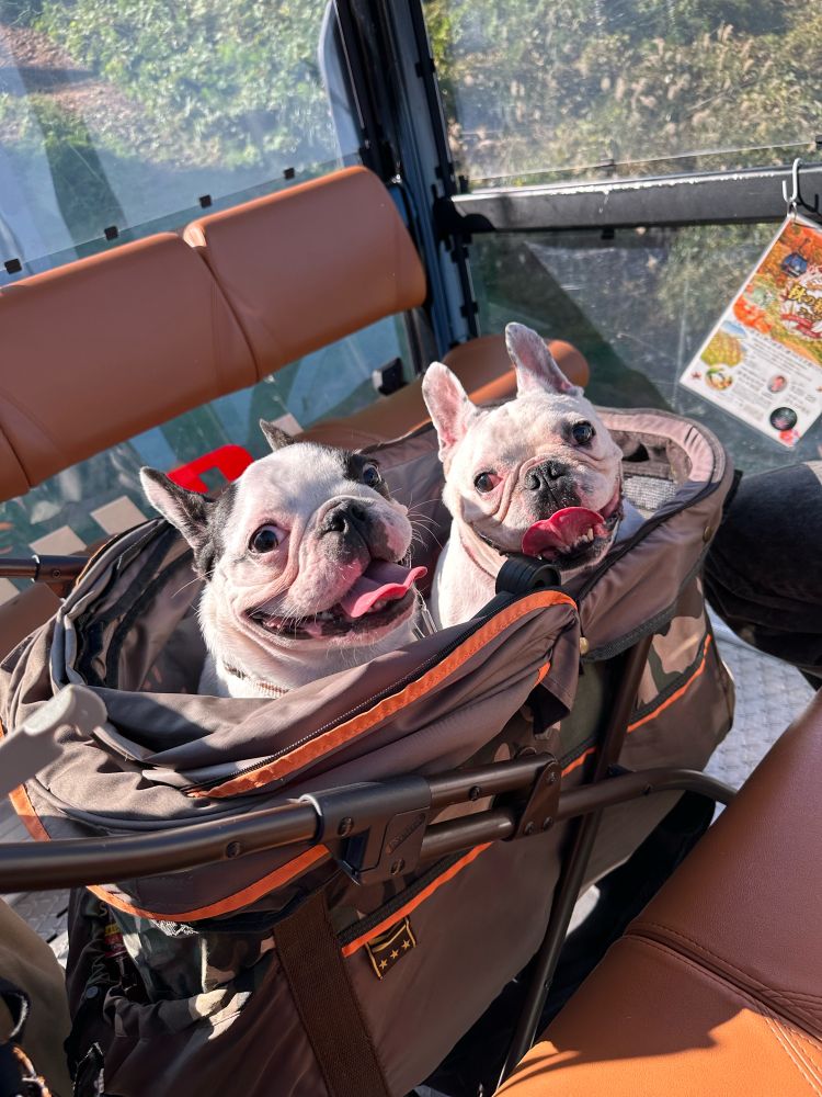 犬　dog かわいい犬　かわいいフレンチブルドッグ　かわいいfrenchbulldog frenchbulldog かわいいフレンチブルドッグ達　かわいい犬達　dogs かわいいfrenchbulldogたち　ゴンドラの中