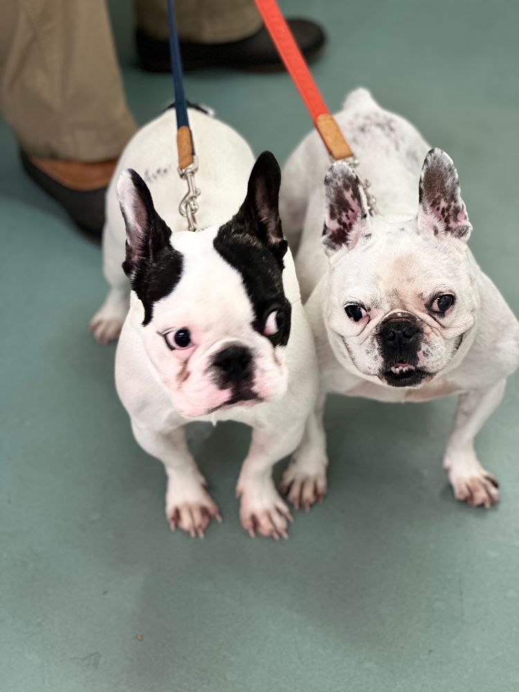 犬　かわいい犬　フレンチブルドッグ　dog dogs かわいい犬　かわいいフレンチブルドッグ　かわいい2匹の犬　かわいい2匹のフレンチブルドッグ　