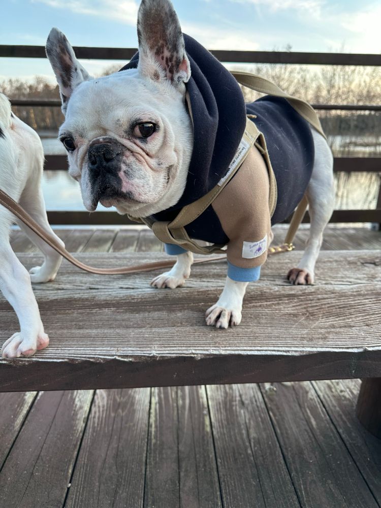 
犬　かわいい犬　フレンチブルドッグ　dog dogs かわいい犬　かわいいフレンチブルドッグ　かわいい1匹の犬　かわいい1匹のフレンチブルドッグ　