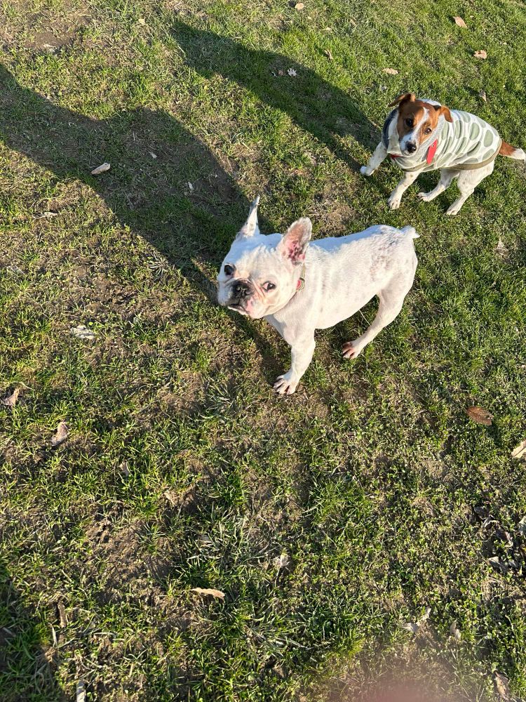 犬　愛犬　かわいい犬　フレンチブルドッグ　かわいいフレンチブルドッグ　dog 
かわいい犬達　かわいい2匹の犬　dogs 