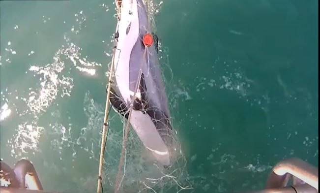 Drowned hectors dolphin in net