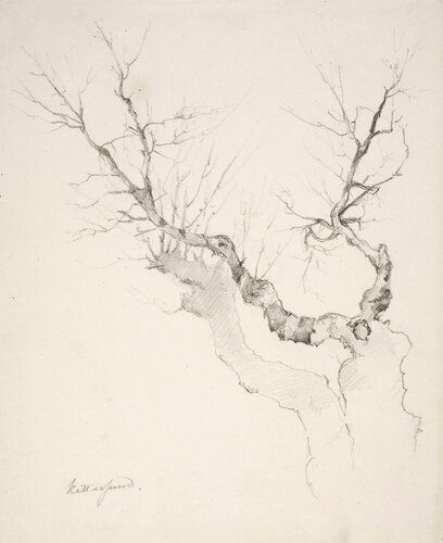 Puunrunko ilman lehdistöä