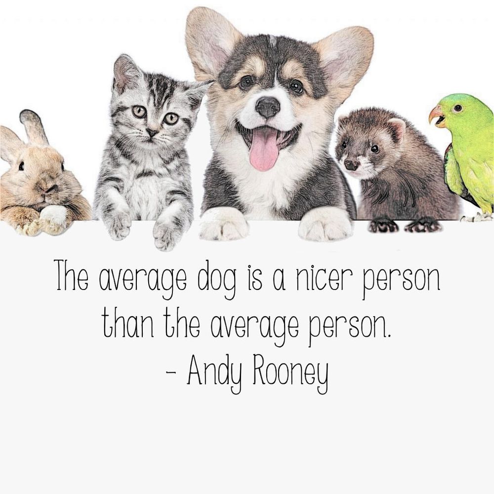 "The average #dog 🐶 is a nicer #person than the average person." — Andy Rooney