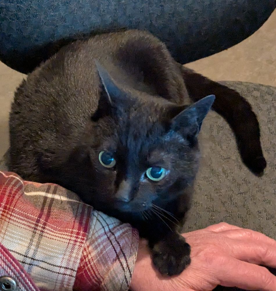 A cat with their paw on a hand.