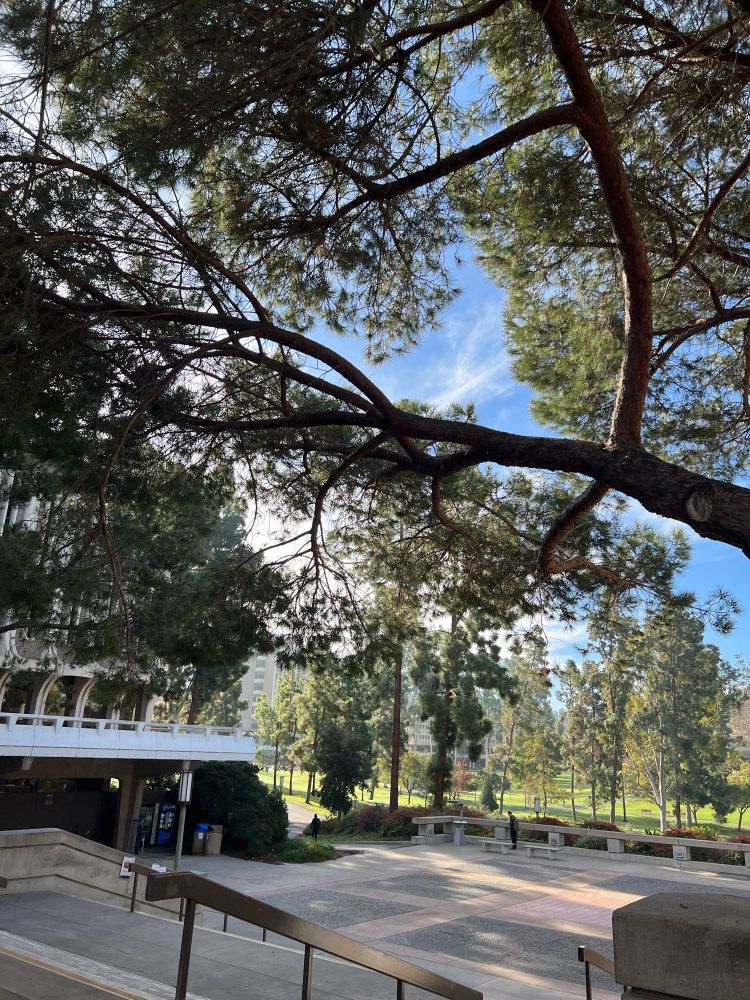 Sliver of Langson Library exterior, with steps leading down to tall and varied trees of Aldrich Park