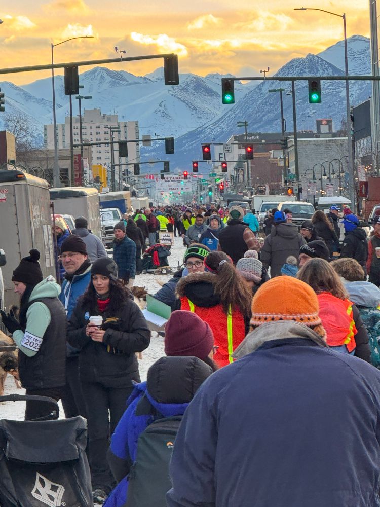 A photo looking east down 4th Street in Anchorage, towards the sign for the Iditarod start a few blocks down. There is a mass of people walking in the street on trucked-in snow, and many dog trucks and trailers parked along both sides. 